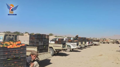 الجوف تسيّر قافلة برتقال للمرابطين في الجبهات