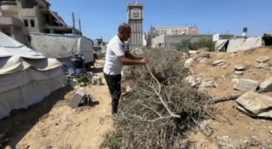 ناطق الزراعة بغزة :الحرب تقضي على 92% من إنتاج الزيتون في غزة ناطق الزراعة بغزة :الحرب تقضي على 92% من إنتاج الزيتون في غزة