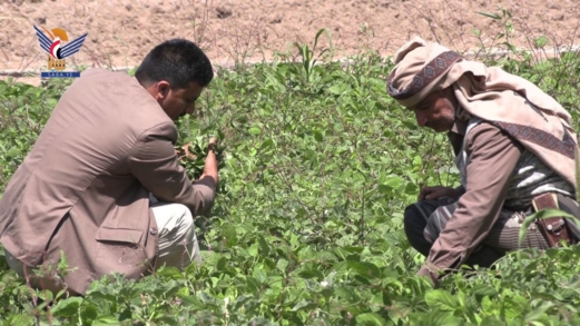 تعز.. الاطلاع على مشاريع استصلاح الأراضي الزراعية في مديرية خدير