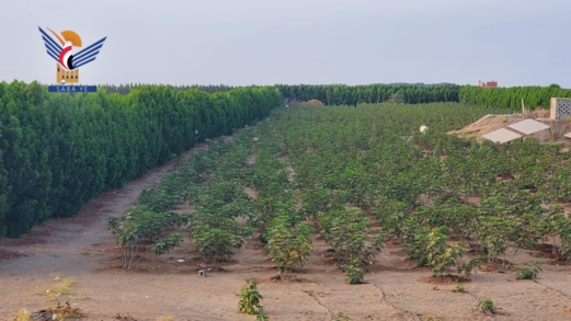 مشروع الحزام الأخضر بالحديدة.. أرقام وإنجازات تؤسس لمرحلة بيئية جديدة