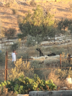 مستوطنون يواصلون اعتدائهم على ممتلكات الفلسطينيين في رام الله والاغوار