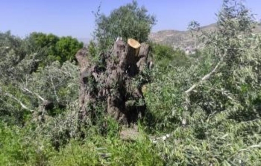 مستوطنون صهاينة يدمرون ممتلكات الفلسطينيين بالأغوار