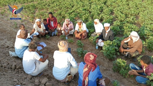 يوم حقلي لمزارعي القطن بمديرية الدريهمي بالحديدة