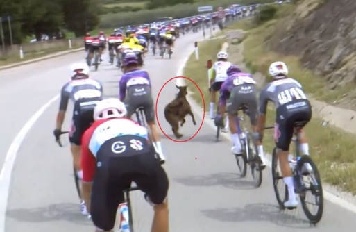 ماعز جبلي يهاجم دراجا خلال سباق شهير