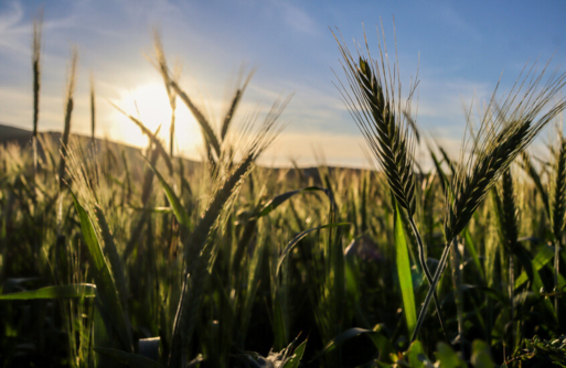 الاقتصاد التونسي يسجل نموا سنويا بفضل القطاع الزراعي