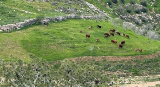 اعتداءات للمستوطنين في الضفة الغربية