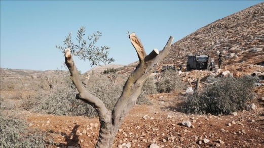 وزارة الزراعة الفلسطينية:العدو الصهيوني يقتلع في أسبوع ثمانية آلاف شجرة بالضفة