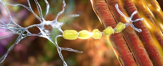 قد يبدأ دماغك في "أكل نفسه" أثناء ممارسة تمارين التحمل الشاقة .. وفقا لدراسة قد يبدأ دماغك في "أكل نفسه" أثناء ممارسة تمارين التحمل الشاقة .. وفقا لدراسة