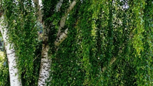 علماء روس يطورون أنواعا جديدة من نبات "البتولا" بخصائص فريدة علماء روس يطورون أنواعا جديدة من نبات "البتولا" بخصائص فريدة