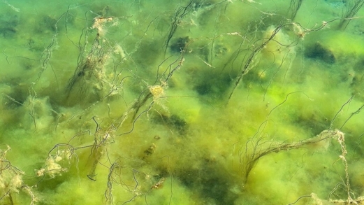 علماء روس يطورون مادة من الطحالب تمتص المواد المشعة علماء روس يطورون مادة من الطحالب تمتص المواد المشعة