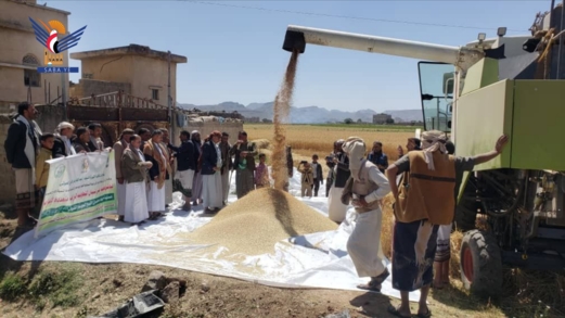 إب .. تدشين حصاد محصول القمح في منطقة "قاع الحقل" بمديرية يريم