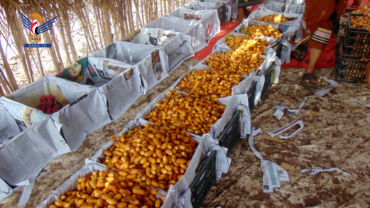 مهرجان شعبي في الجاح بمديرية بيت الفقيه احتفاءً بموسم التمور للعام 1447هـ