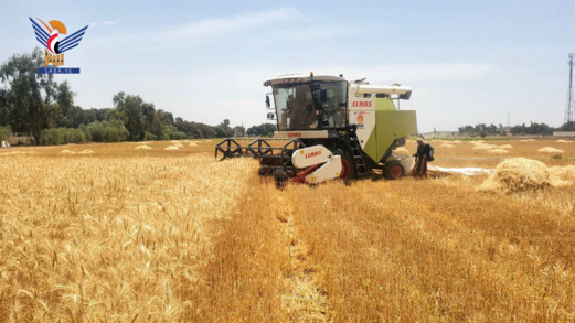 تدشين حصاد القمح في المزرعة البحثية بالمرتفعات الوسطى بذمار