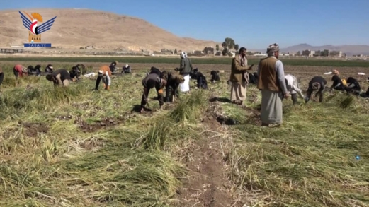 عمران.. تدشين موسم حصاد الثوم في قاع البون للعام 1447هـ