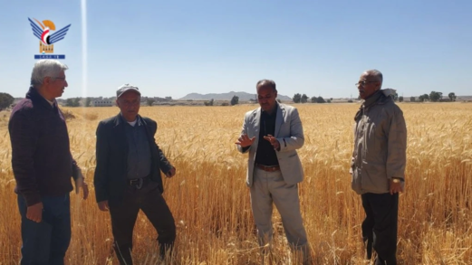 هيئة البحوث والإرشاد الزراعي بذمار تدشن حصاد محصول القمح