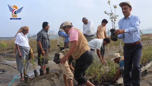 تدشين مبادرة لزراعة ألف شتلة من أشجار المنجروف بساحل منظر في الحديدة