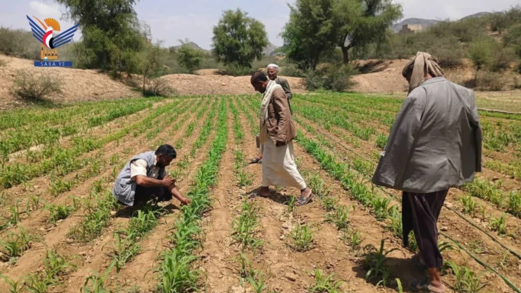 تدشين مكافحة دودة الحشد بمديرية العشة بعمران تدشين مكافحة دودة الحشد بمديرية العشة بعمران
