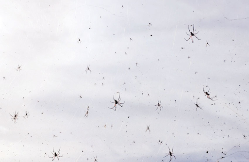 البرازيل تشهد ظاهرة غير مسبوقة عناكب تتساقط من السماء وعلماء يفسرون السبب