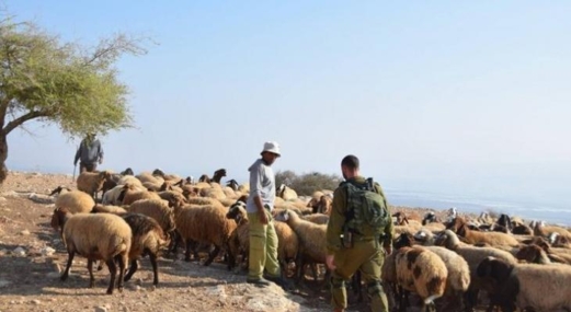 العدو الإسرائيلي يفتش منازل ويسرق أموالا ومصاغا ذهبيا في بلدة جبع جنوب جنين ..ومستوطنون يسرقون أغنامًا شمال شرق رام الله