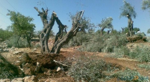 العدو الصهيوني يقتلع 1608 شجرة زيتون بالضفة خلال الأسبوع الماضي