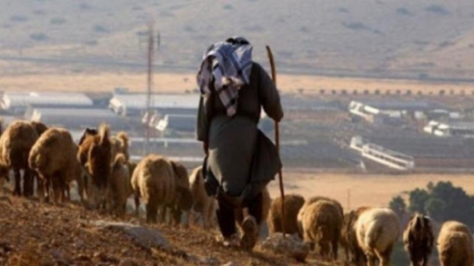 مستوطنون يحتجزون شابين فلسطينيين في بيتا جنوب نابلس وآخرون يهاجمون رعاة أغنام شرق بيت لحم  