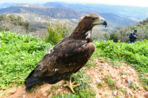 العقاب الذهبي يفرد جناحيه مجددا بعد رحلة علاج في تونس العقاب الذهبي يفرد جناحيه مجددا بعد رحلة علاج في تونس
