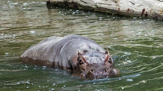 نجا من التمساح فقتله فرس النهر