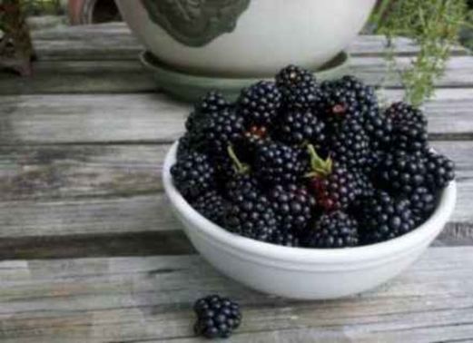 فوائد التوت الصحية باختلاف أنواعه فوائد التوت الصحية باختلاف أنواعه