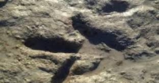 اكتشاف 240 من آثار أقدام الديناصورات شرق الصين