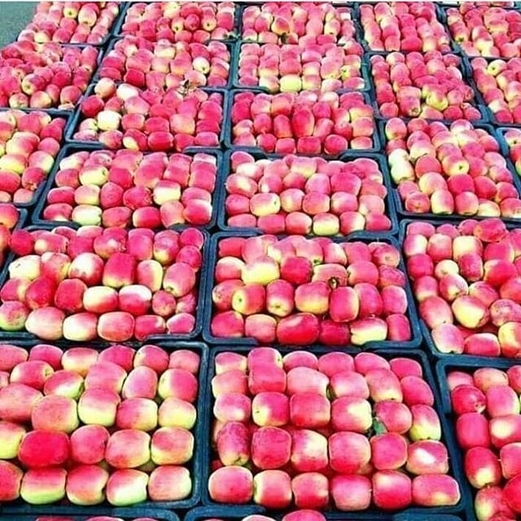 فوائد التفاح للدماغ فوائد التفاح للدماغ