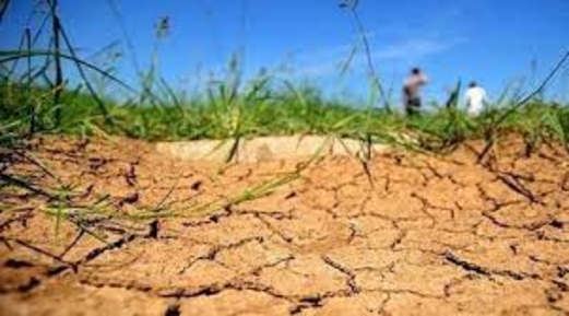 رئيس اتحاد المزارعين الجزائريين : إنتاج الحبوب سينخفض بسبب الجفاف