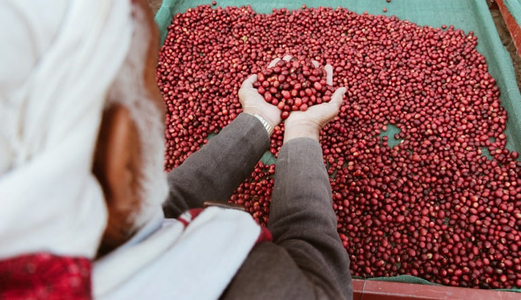 مناقشة إجراءات إطلاق مشروع المزاد الوطني للبن اليمني 2022