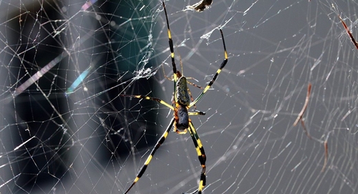 لبن العناكب أقوى من حليب الأبقار لبن العناكب أقوى من حليب الأبقار