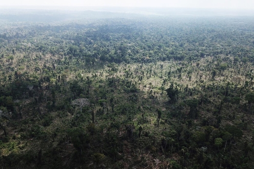 زوال مساحات شاسعة من الغابات المطيرة في الأمازون خلال شهر يناير