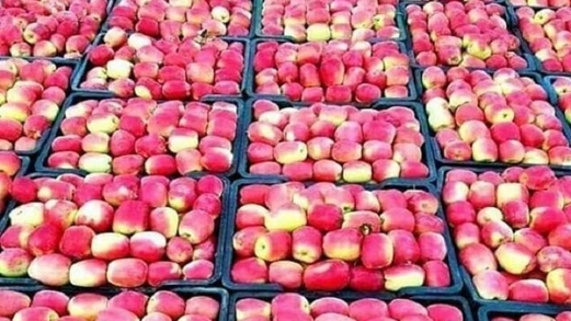 وزارة الزراعة تمنع استيراد التفاح الخارجي