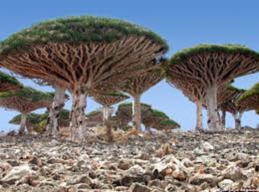 سقطرى التاريخ وهوس الإمارات