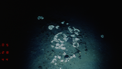 اكتشاف جديد في أعماق المحيط اكتشاف جديد في أعماق المحيط