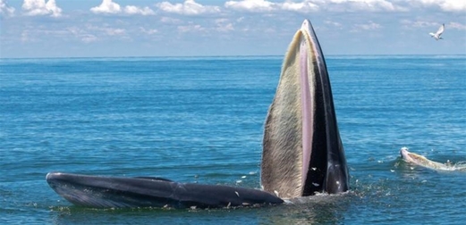 لماذا ترتدي الحيتان قبعات من الطحالب؟ لماذا ترتدي الحيتان قبعات من الطحالب؟