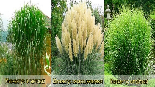 نبتة جديدة تدخل خطة إنتاج الوقود الحيوي والسليلوز نبتة جديدة تدخل خطة إنتاج الوقود الحيوي والسليلوز