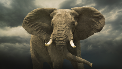 كيف تطورت خراطيم الأفيال بشكلها الحالي المذهل؟! كيف تطورت خراطيم الأفيال بشكلها الحالي المذهل؟!