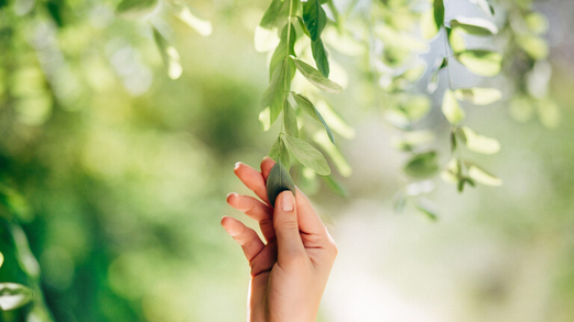 اكتشاف أسرار شيخوخة الإنسان في أوراق النباتات! اكتشاف أسرار شيخوخة الإنسان في أوراق النباتات!