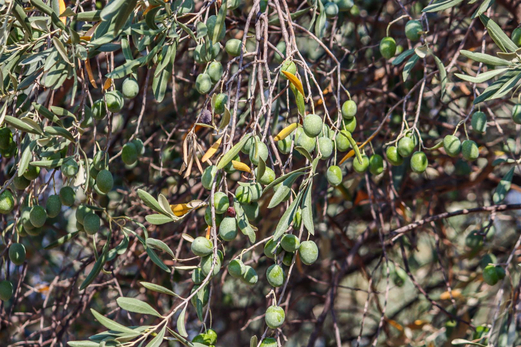 علماء روس يثبتون إمكانية استخدام أوراق الزيتون في علاج النوع الثاني من داء السكري علماء روس يثبتون إمكانية استخدام أوراق الزيتون في علاج النوع الثاني من داء السكري