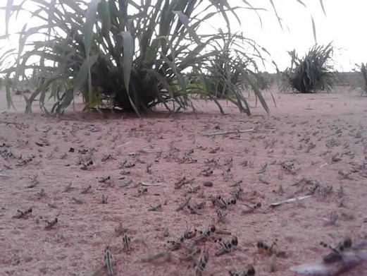 تنفيذ أعمال رش ومكافحة للجراد الصحراوي في السهل التهامي تنفيذ أعمال رش ومكافحة للجراد الصحراوي في السهل التهامي