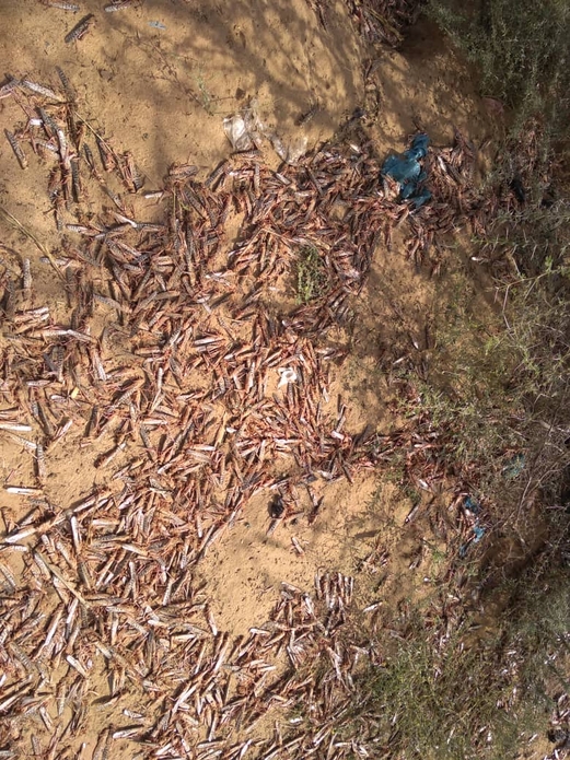 مكافحة الجراد في 15 آلف هكتار من الأراضي الزراعية بسهل تهامة