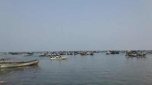 وزارة الثروة السمكية تعلن فتح موسم اصطياد الجمبري الساحلي في البحر الأحمر