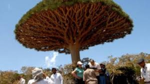 مصدر حكومي … يؤكد خروج سقطرة عن سيطرة الحكومة بشكل كامل مصدر حكومي … يؤكد خروج سقطرة عن سيطرة الحكومة بشكل كامل