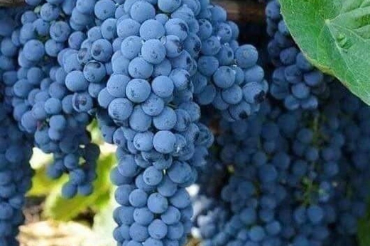 عنب اليمن “جواهر” عابرة للحدود عنب اليمن “جواهر” عابرة للحدود