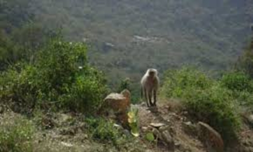 محمية برع جنة طبيعية في ارض اليمن محمية برع جنة طبيعية في ارض اليمن