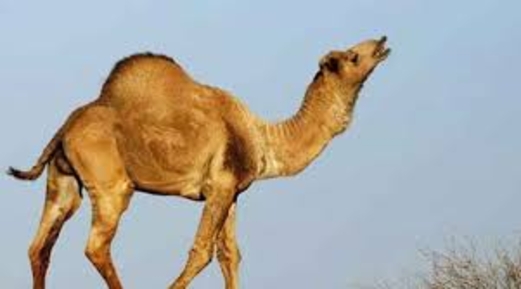 اترك حليب البقر والماعز وتناول حليب الإبل.. إليك التفاصيل اترك حليب البقر والماعز وتناول حليب الإبل.. إليك التفاصيل