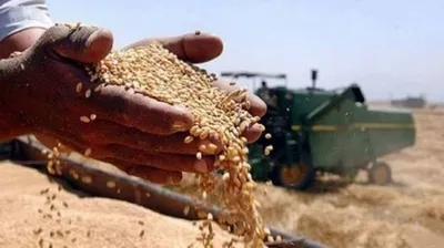 الزراعة العراقية تعلن تحقيق الاكتفاء الذاتي من بذور الحنطة